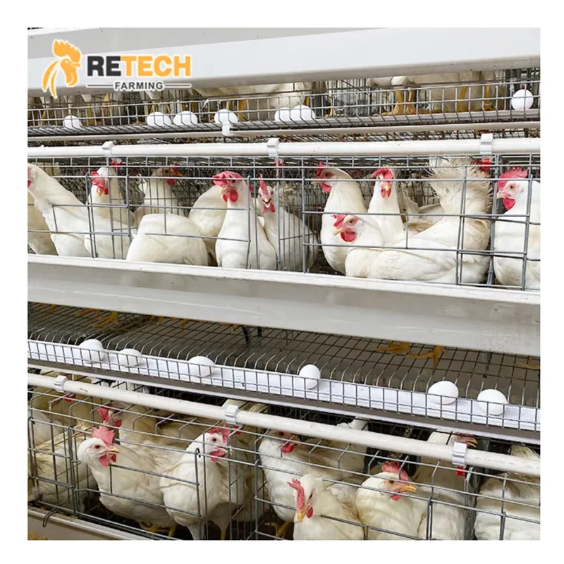 Gabbia Automatica per Galline  - Farming Africa recensione e prezzo